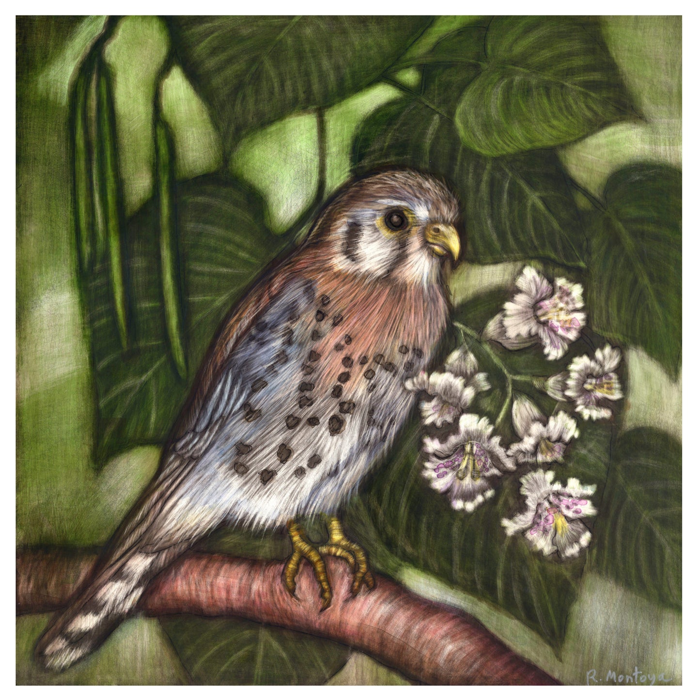 American Kestrel Square Greeting Card