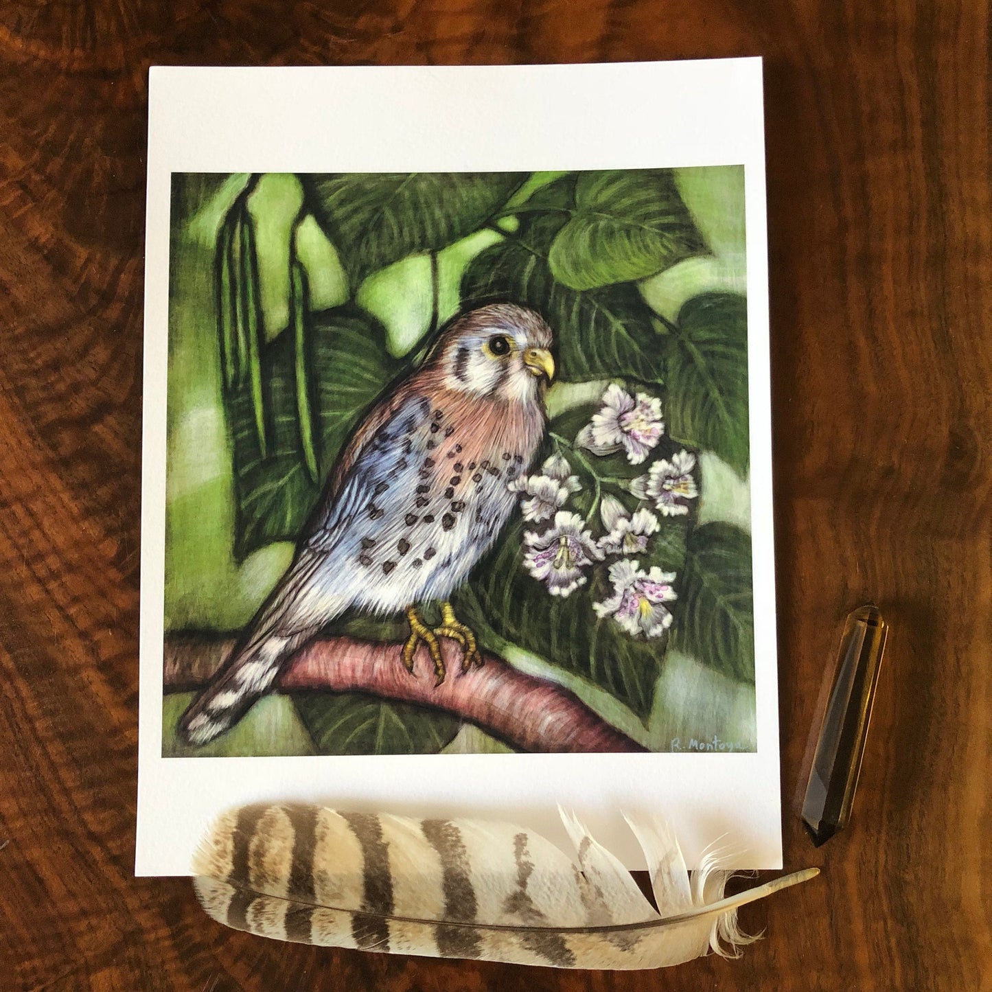 American Kestrel and Catalpa Archival Print