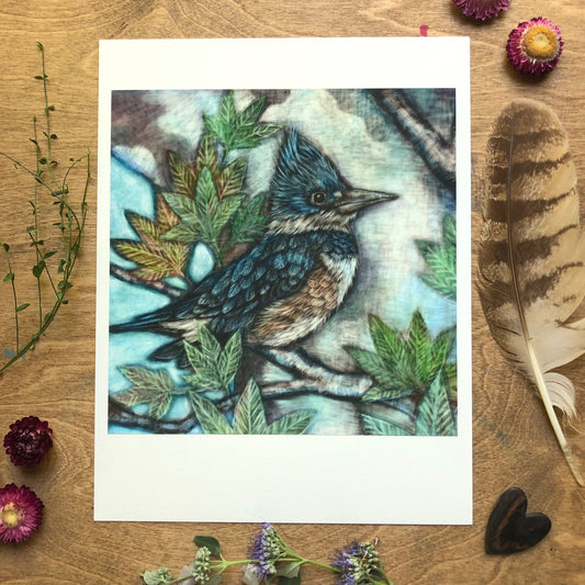 Belted KingFisher Archival Print