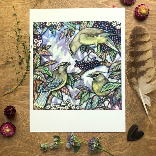 Cedar Waxwing and Elderberry Archival Print